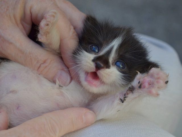 Kitten Found Covered In Glue Now Love Meow