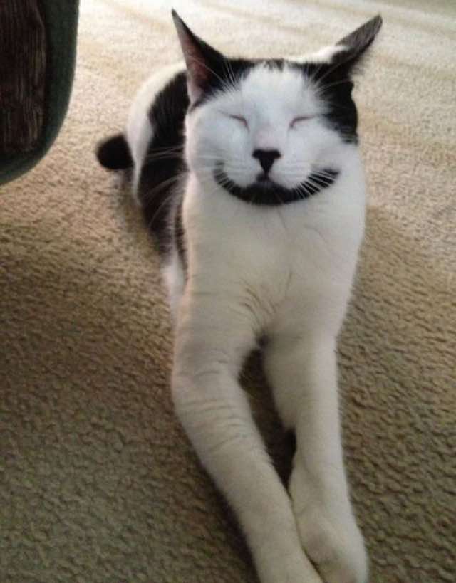 Sirius the Happy Cat with a Perpetual Smile on His Face