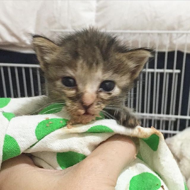 Runty Tortie Rescued by a Kind Lady who Came Back for Her - Love Meow