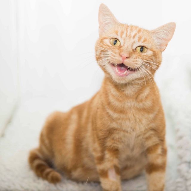 Ginger Cat Mama Came to the Shelter with a Big Belly, Then One Day ...