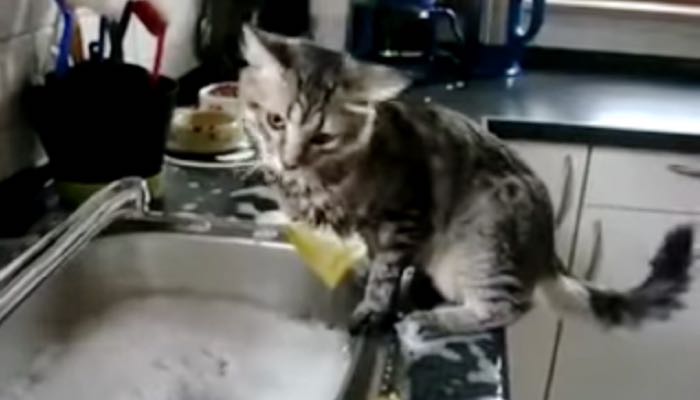 Cat Tries To Help His Human Clean Their Dishes Love Meow