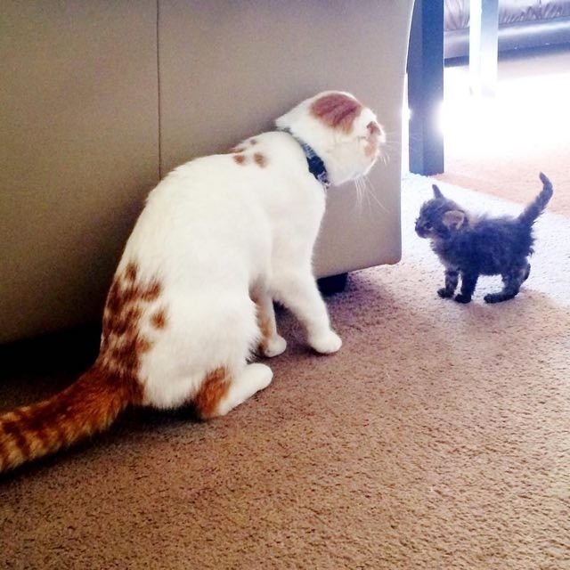 Scottish Fold Cat Takes In Scrappy Rescue Kitten And Becomes Her Foster ...