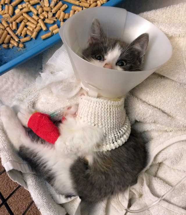 Rescue Stray Kitten Only Eats When You Pet Her Love Meow