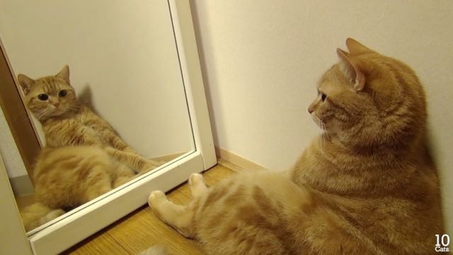 10 Cats but None React the Same Way to Their Own Reflection - Love Meow