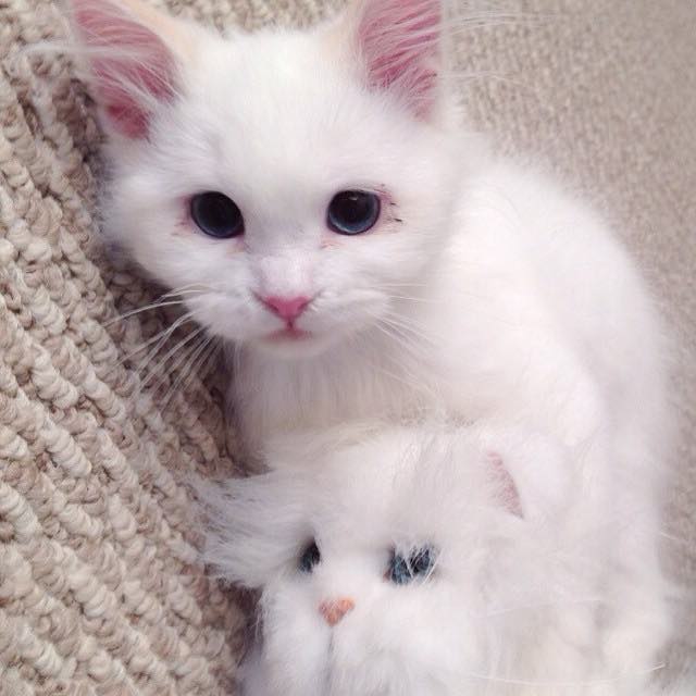 Cat Found on Roadside Surprises His Humans with His True Fluff 