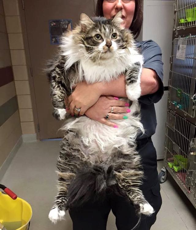 They Bring Happiness Back to 8 Year Old Shelter Cat who Just Wanted to ...