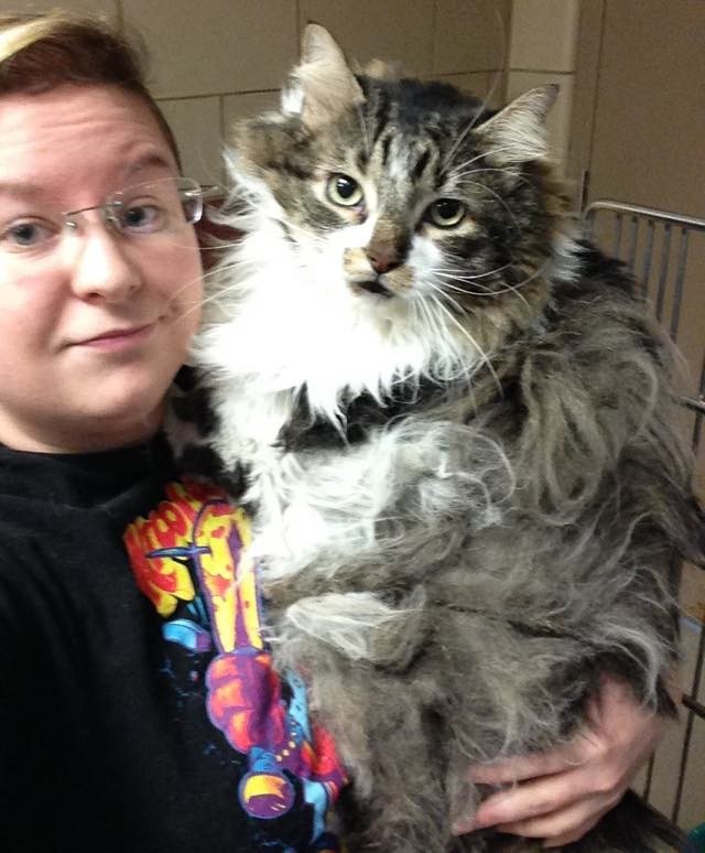 They Bring Happiness Back to 8 Year Old Shelter Cat who Just Wanted to ...