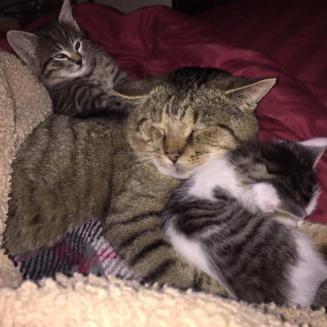 Stray Tabby Cat Becomes Papa to Three Rescue Kittens - Love Meow