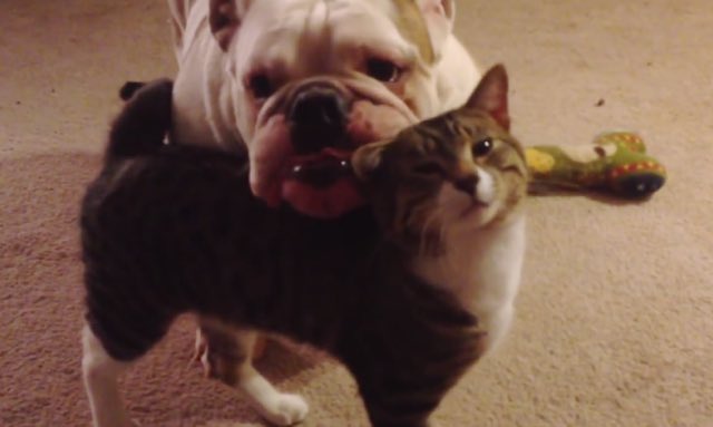 English bulldog with sales cats