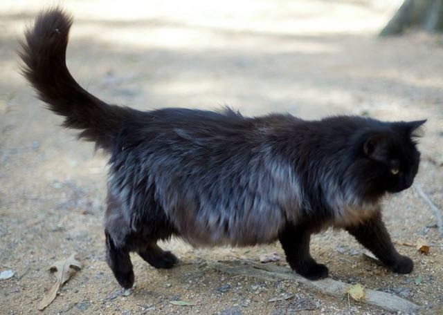 Японская черная порода. Domestic long-haired Cat черный. Порода кошки басма. Domestic long-haired Cat порода кошек. Кошки черное серебро.