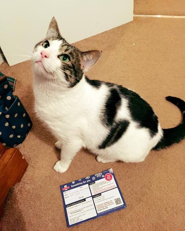 Cat is Denied His Christmas Gift by Post Office Because He Doesn't Have ...