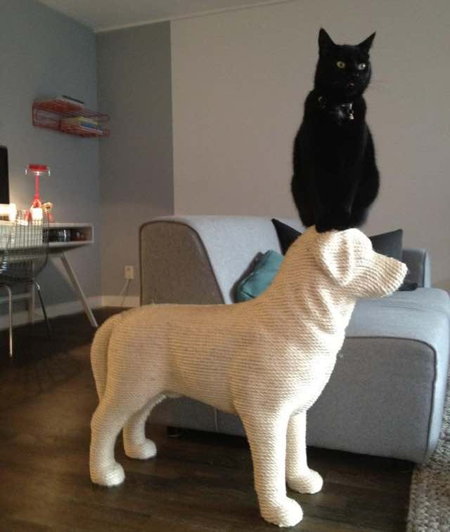 Man Builds Dogshaped Scratching Post for His Beloved Cat Love Meow