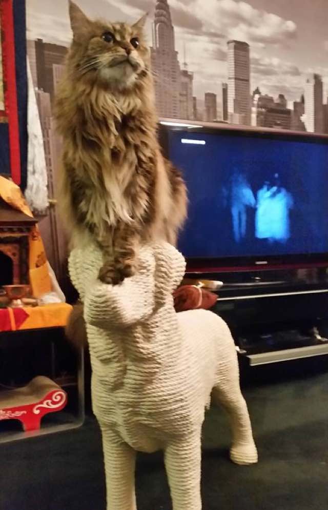 Man Builds Dogshaped Scratching Post for His Beloved Cat Love Meow