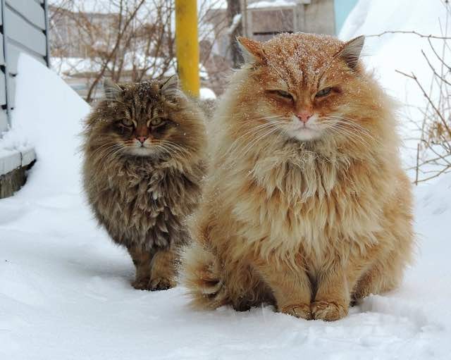 Resultado de imagem para siberian cat