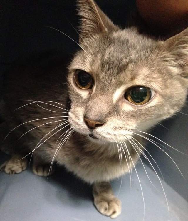 25 Year Old Cat Turned Up in Shelter, a Young Woman Knows She Has to ...