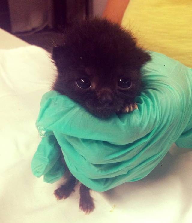 She Works in a 24 Hour Kitten Nursery. Here are Some of the Babies! Love Meow