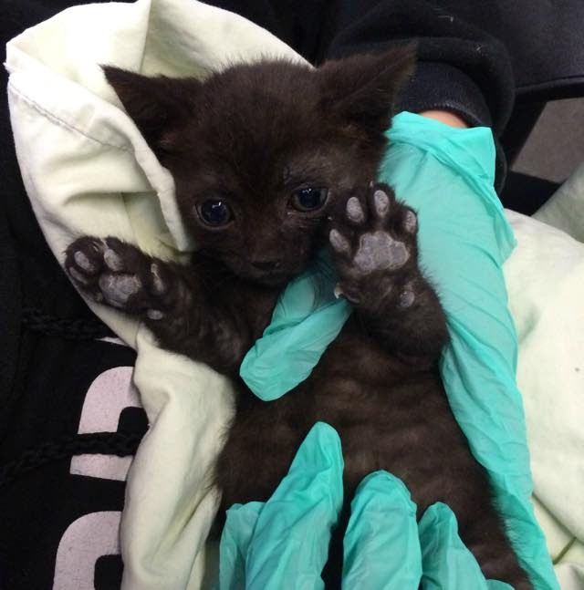 She Works in a 24 Hour Kitten Nursery. Here are Some of the Babies! Love Meow