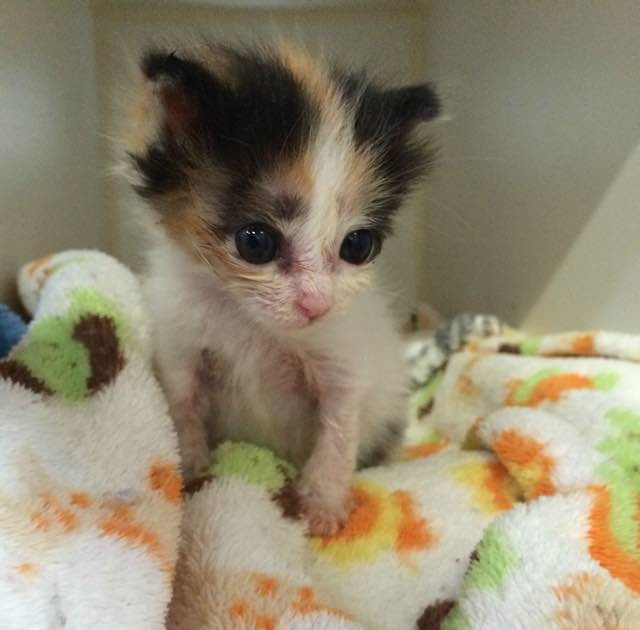 She Works in a 24 Hour Kitten Nursery. Here are Some of the Babies! Love Meow