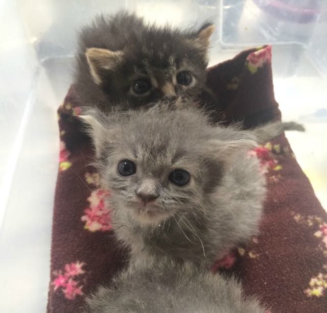 She Works in a 24 Hour Kitten Nursery. Here are Some of the Babies! Love Meow