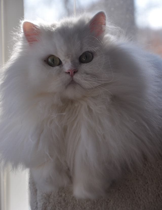 Cats Grow Magnificent Winter Manes. They May Just be Part Lion! - Love Meow