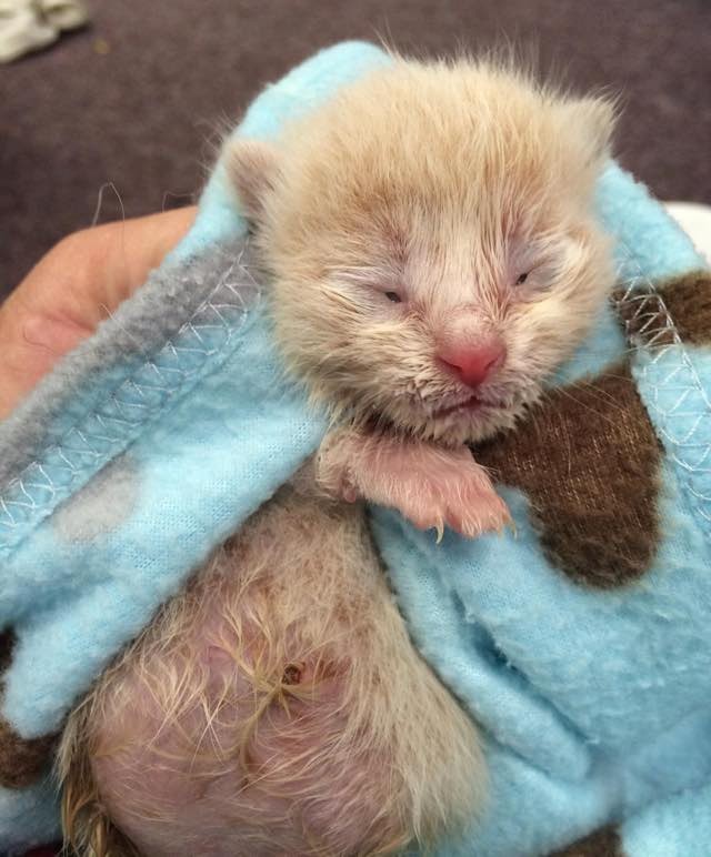 Orphaned Kitty Born with 2 Legs Wants to Live! Love Meow