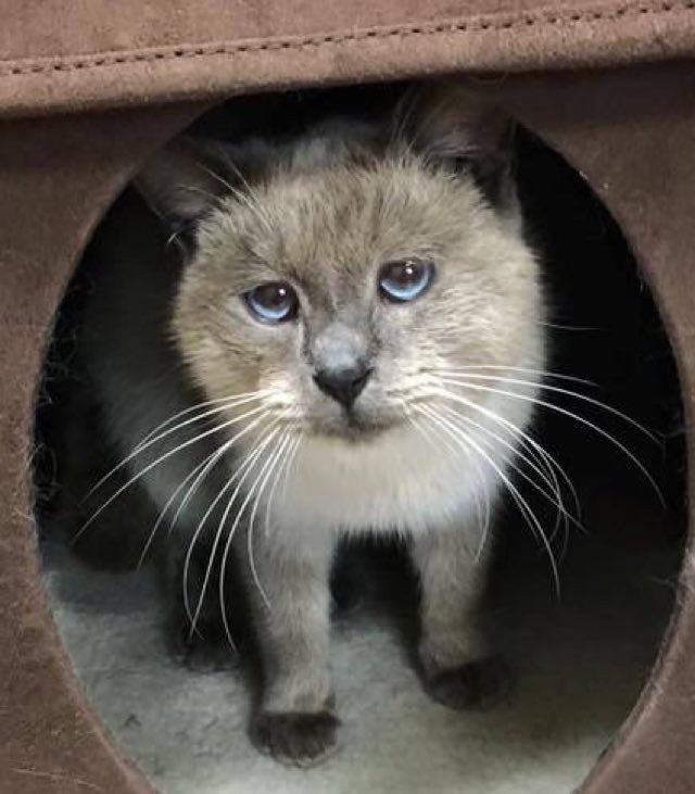 Abandoned Cat With Sad Eyes Showed Up on Doorstep, Begging for Warmth