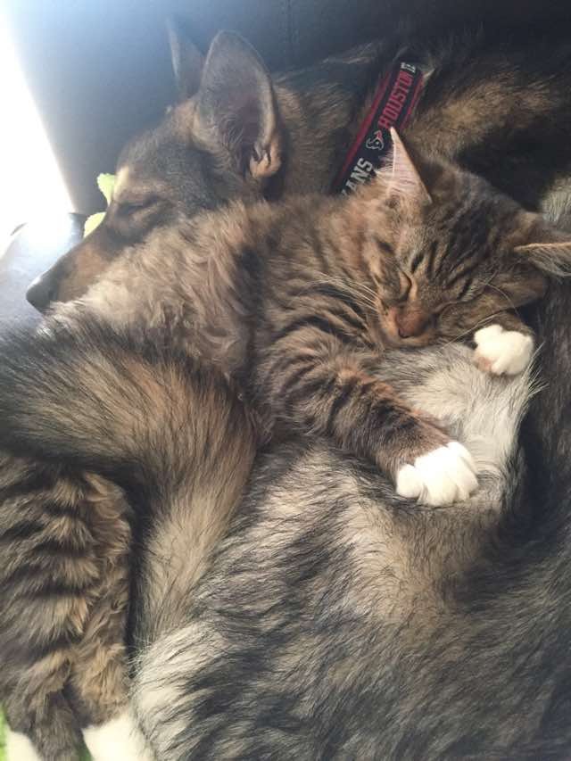 What They Get When They Let Their Dog 'Raise' the Kitty... Love Meow