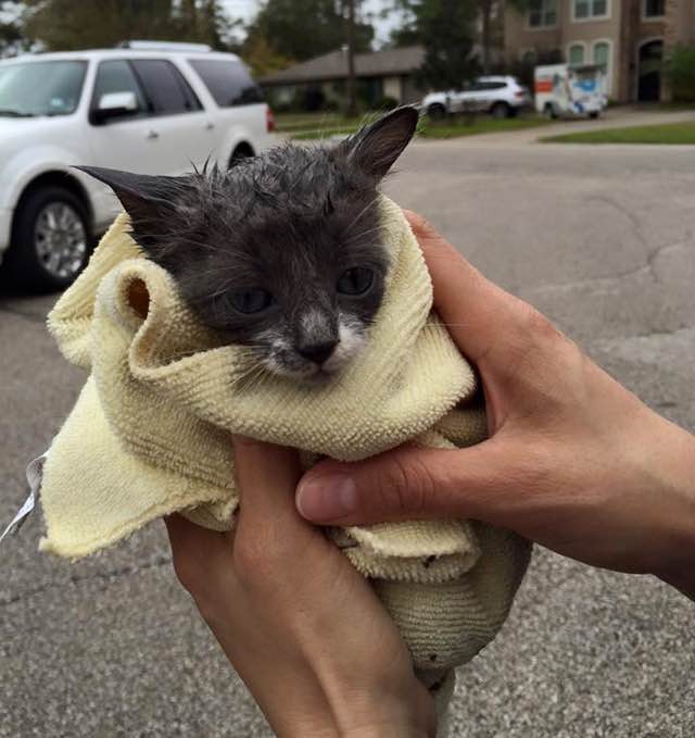 Nine Strangers Got Together to Save a Kitten Stuck in Storm Drain