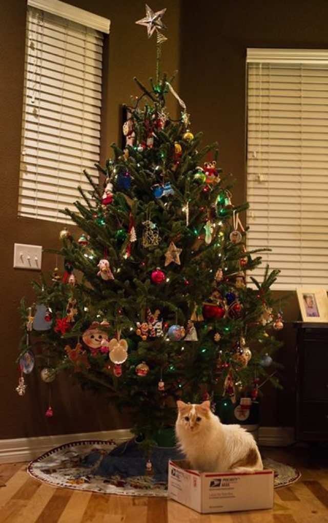 10+ Cats Proud of their Work with the Christmas Tree - Love Meow