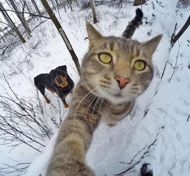 Manny the Cat Takes Selfies for Him and His Dogs with a GoPro Camera ...