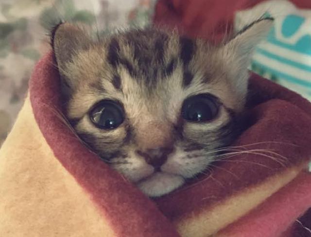 Rescue Kitten Found Abandoned Now Loved And Warm As A Purrito! - Love Meow