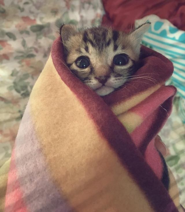 Rescue Kitten Found Abandoned Now Loved and Warm as a Purrito! - Love Meow