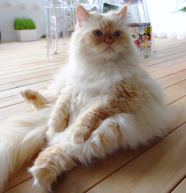 Fluffy Himalayan Cat was Sick and Isolated in Shelter But His Forever