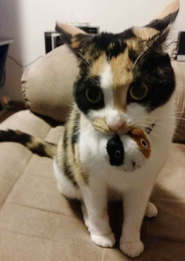 cats meowing with toys in their mouths