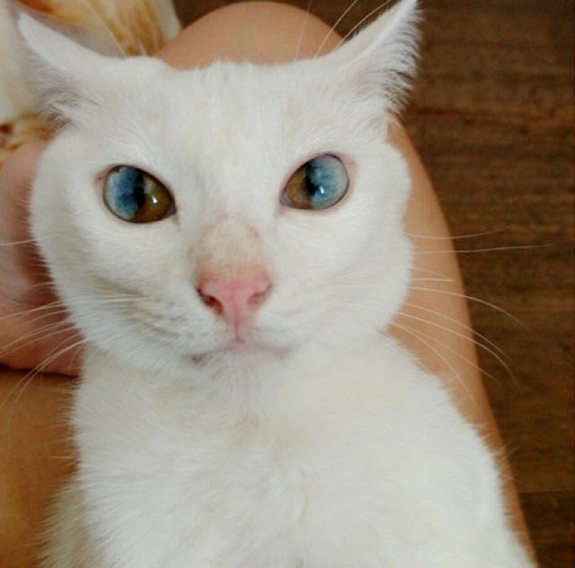 This Cat Has the Most Beautiful and Magical Eyes! - Love Meow