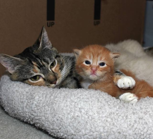 Stray Cat Mama Found Help to Safe Place Right Before She Gave Birth to