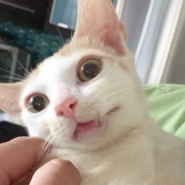 Young Woman Refused to Give Up on Kitty with Broken Jaw Even When Told