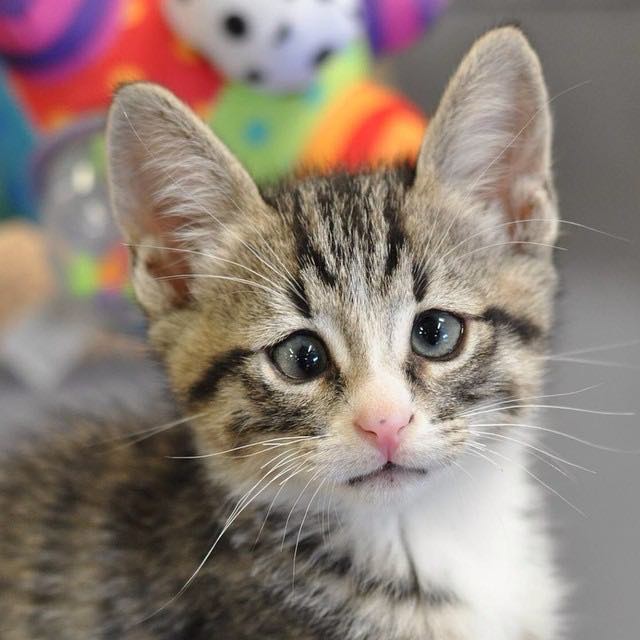 Kitty with Forever Worried Eyes will Steal Your Heart In These Adorable ...