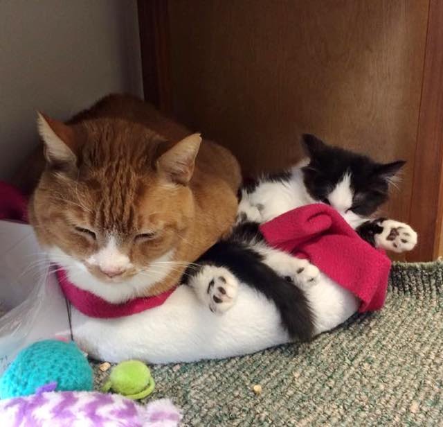 Wobbly Rescue Kitty Shimmies Her Way into People's Hearts! We've Got