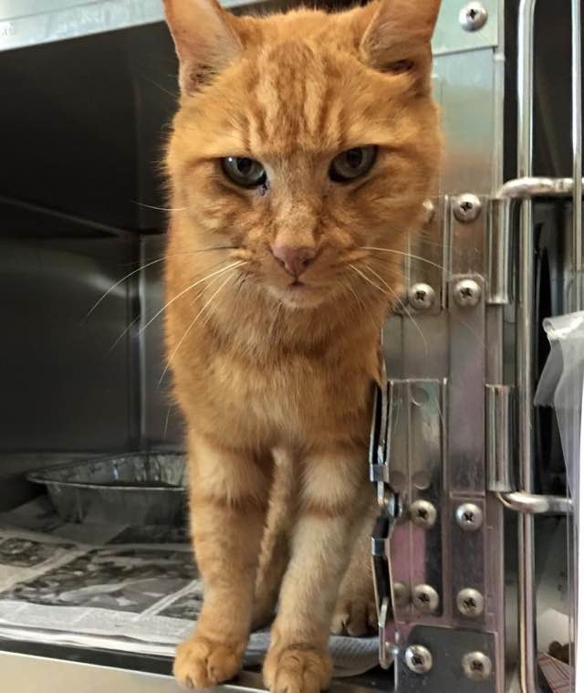 10-year-old-cat-waiting-for-someone-to-save-him-and-love-him-love-meow