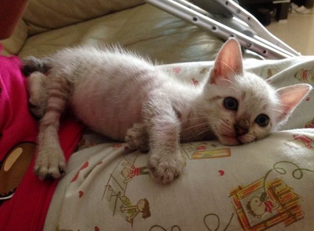 Rescue Kitten Helped Girl with Broken Leg Heal and Loves Her Like a