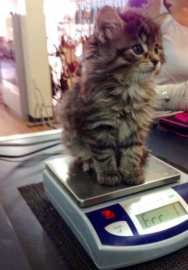 Cats explain mathematics in a purrfect way 10 pics love meow