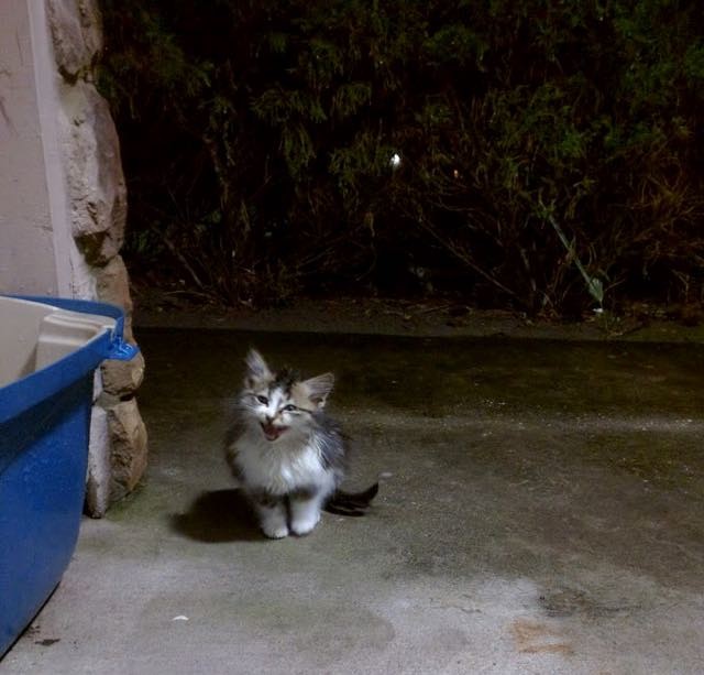 Usaha Kucing Kecil Stormageddon Untuk Mendapatkan Rumah Di Tengah 