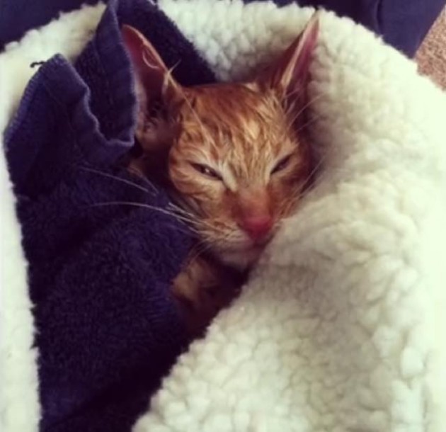 Man Brings Life Back to Ginger Cat Found Freezing in the Cold Love Meow