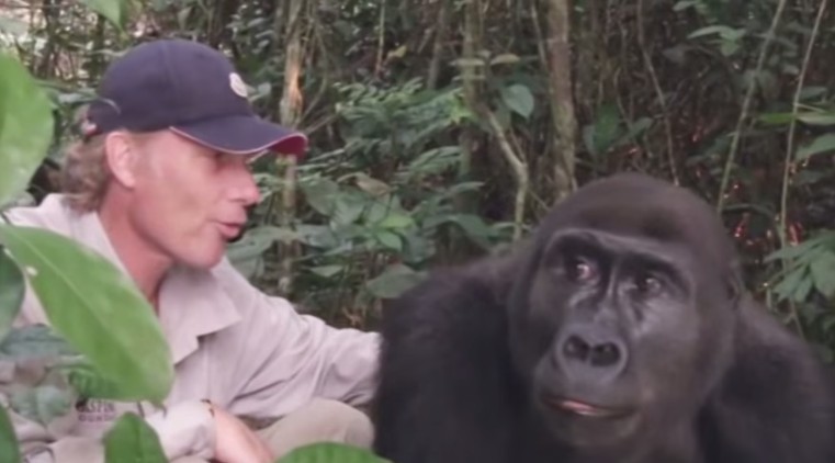 Gorillas Released From Captivity Reunite With The Humans Who Raised Them