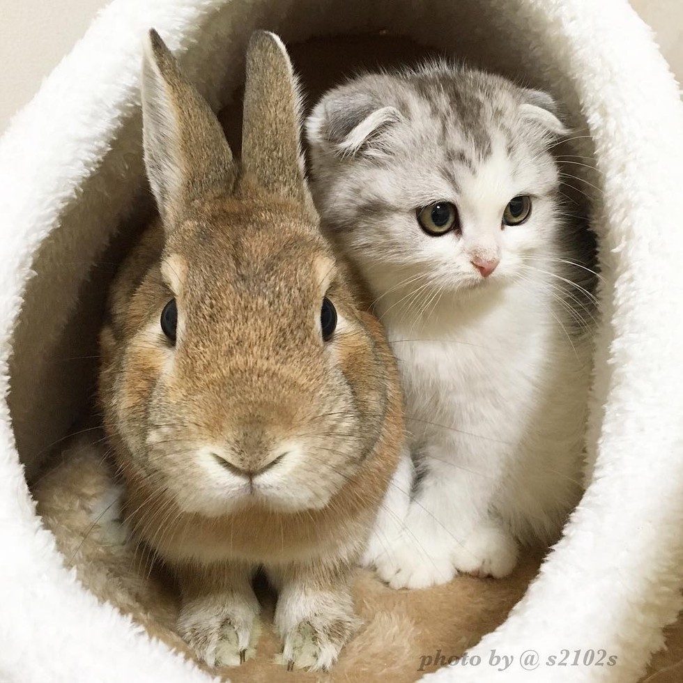 scottish fold kitten bunny best friends
