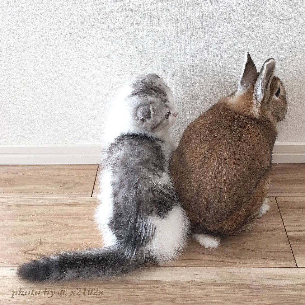 scottish fold kitten bunny best friends