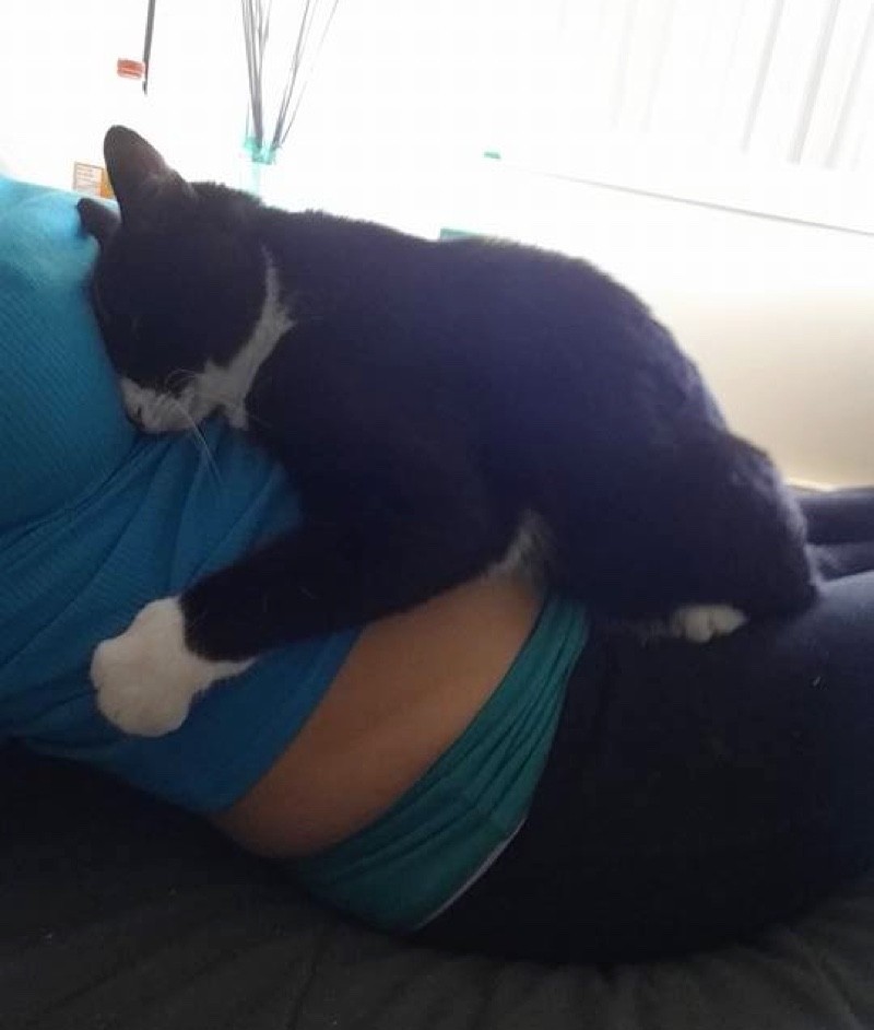 Cat Keeps Baby Inside Pregnant Belly Safe