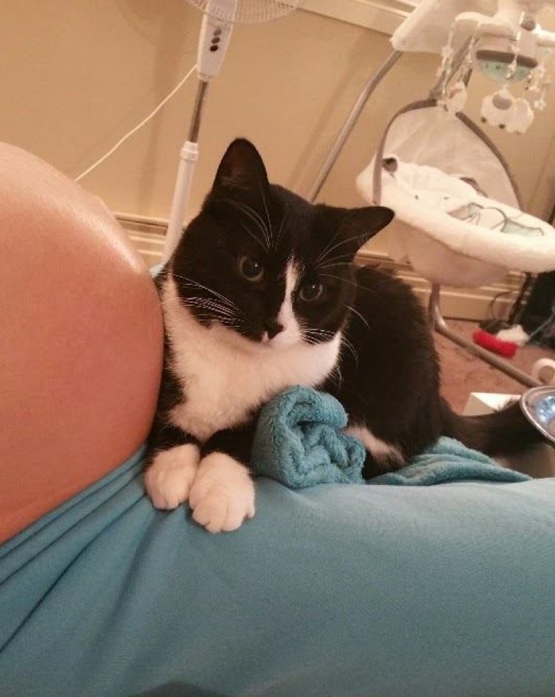 cat keeps baby inside pregnant belly safe