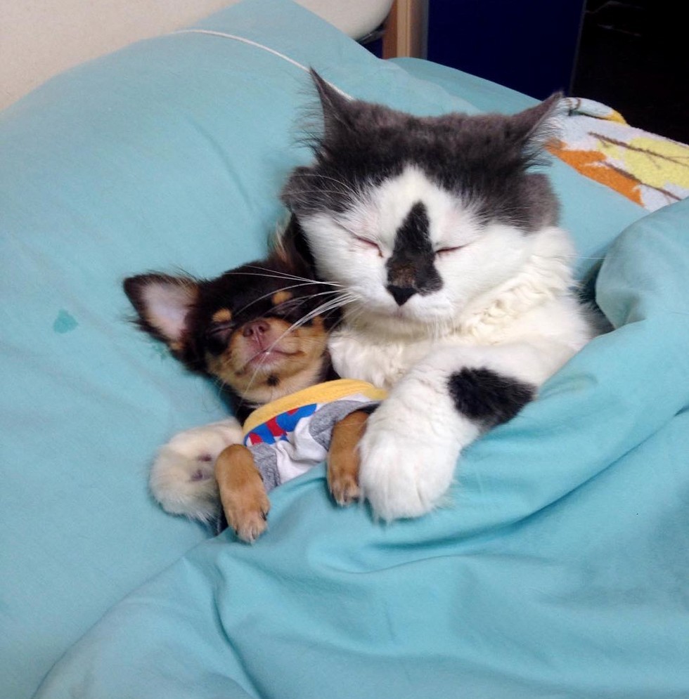 cat leads a pack of dogs and provides cuddles